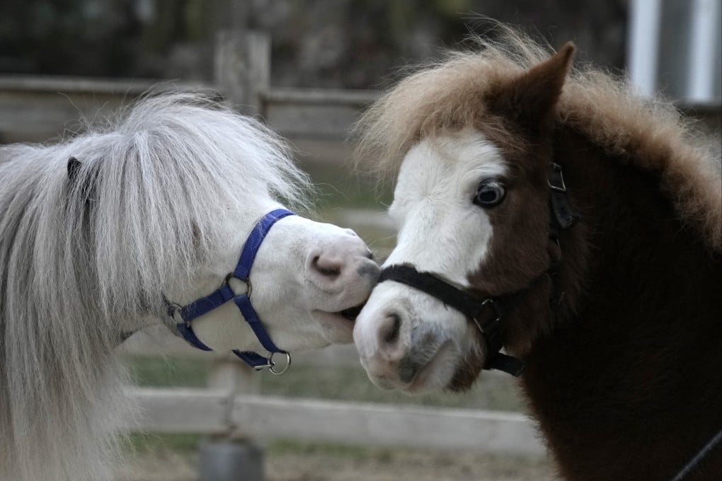 Homer, left, plays with Hercules, both miniature horses used for therapy in Greece. The pet therapy charity that houses them is struggling to stay afloat. Photo: AP