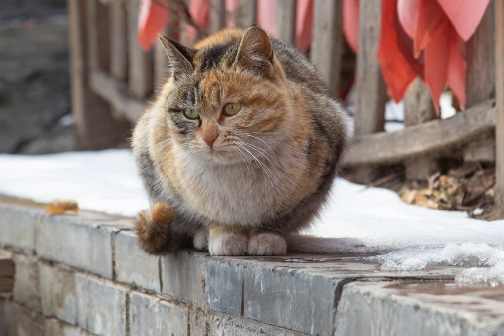 The deaths of six cats on the campus of Universiti Malaya in Kuala Lumpur have reignited debates over the treatment of strays in Malaysia. Photo: Shutterstock