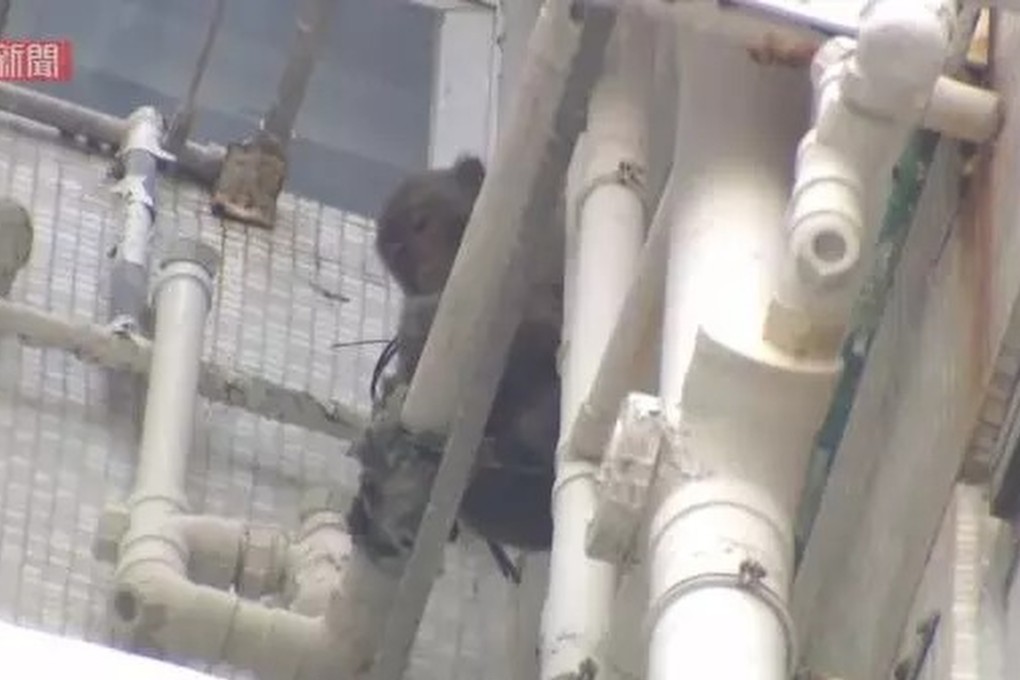 The drama unfolded at around 10am at City One Sha Tin in the New Territories when the animal was spotted at an external wall of Block 24 of the estate. Photo: SCMP