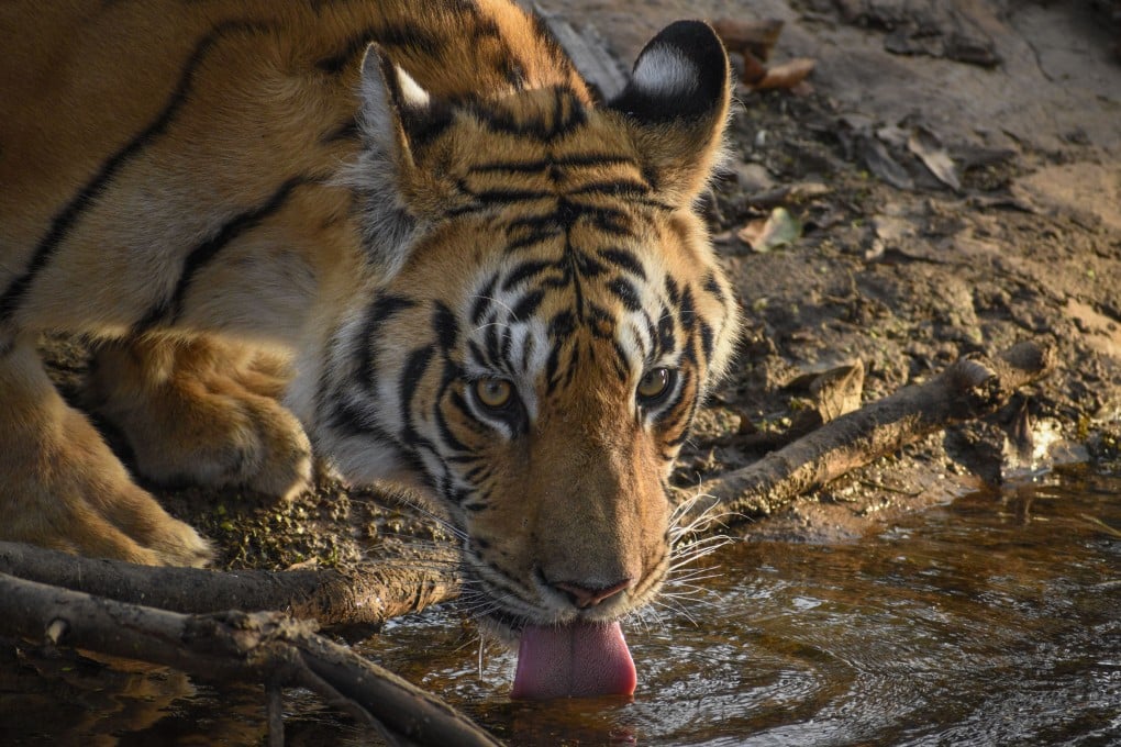 A tiger drinks from a lake at Pench National Park, near Jamtara Wilderness Camp in the Indian state of Madhya Pradesh. Photo: Jamtara Wilderness Camp
