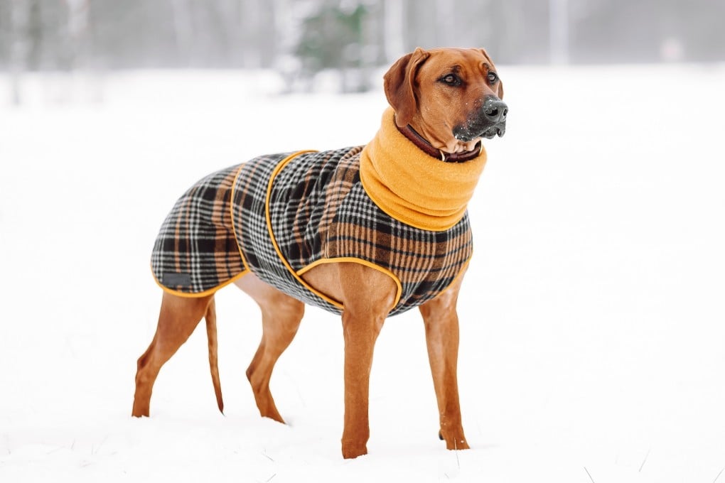 For canine breeds that originally came from warmer climes, such as the Rhodesian ridgeback with its short hair, a coat can make sense when the winter cold sets in, animal welfare experts say. Photo: Shutterstock