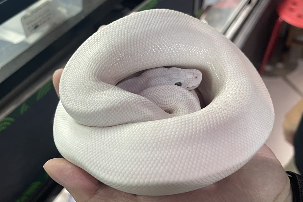 Although snakes, such as the ball python pictured, are seen as easy to look after, there is plenty that ought to be done to take care of them properly. Photo: Austin Zhang