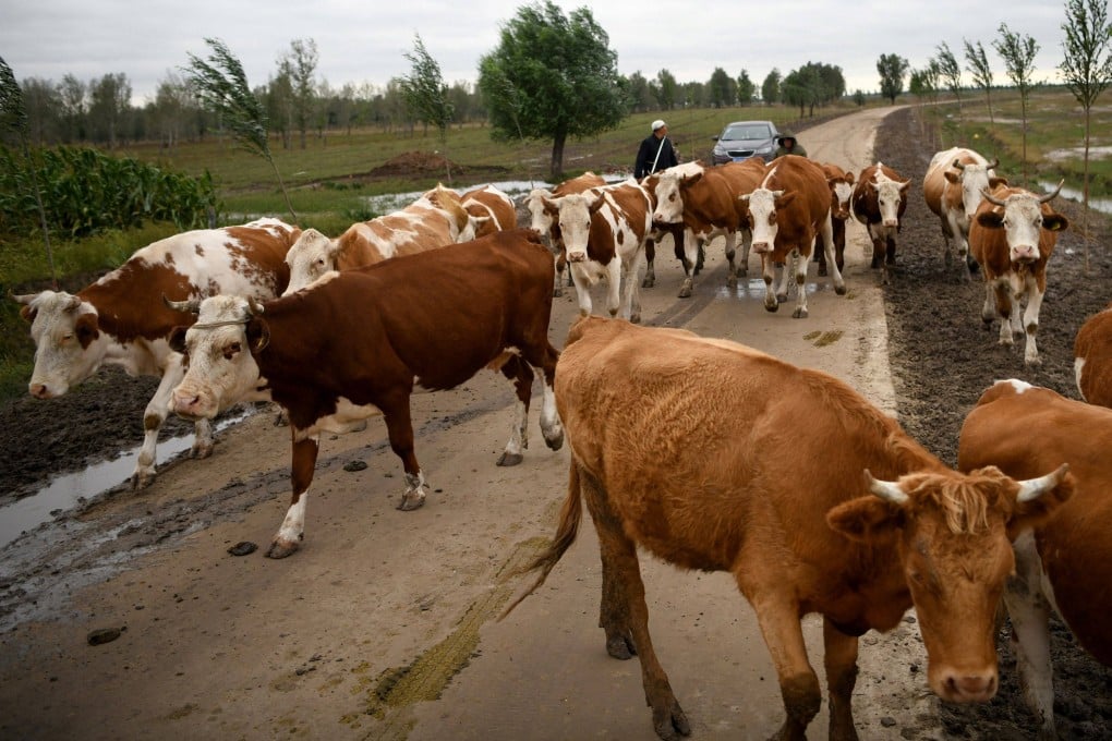 China’s beef industry, struggling with a steep drop in prices, has called for an investigation into a surge of inexpensive imports. Photo: AFP