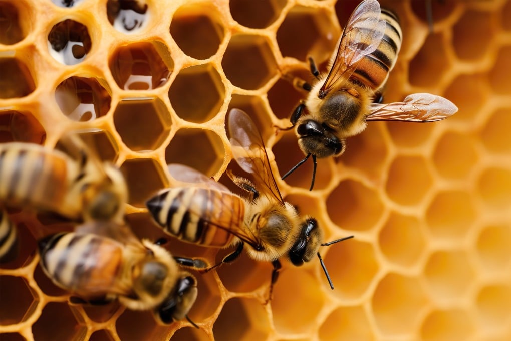 Bees working on honeycombs. A Thai honey collector has posted viral videos of his daring tree-climbing missions to reach bee hives in Chiang Mai. Photo: Shutterstock