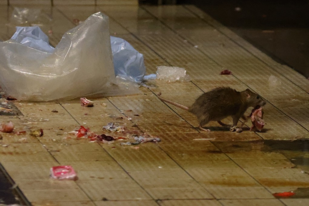 A rat scavenges at Pei Ho Street Market in Sham Shui Po. Photo: Dickson Lee