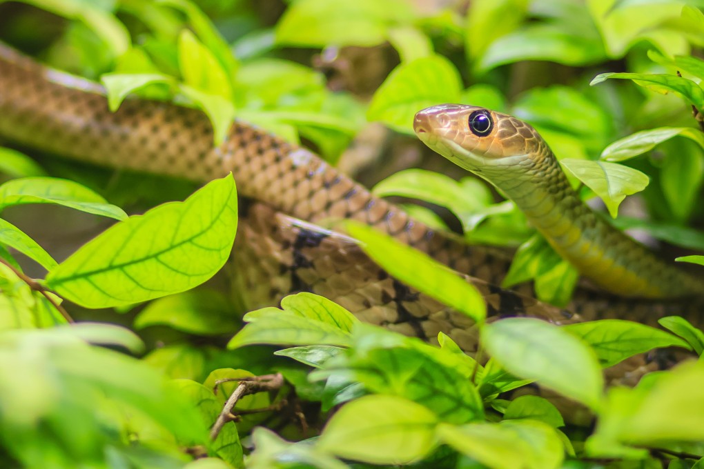 What is a “snake king”? Where do you find a ‘“snake nest” and why is that something good? We untangle six Cantonese slang phrases to do with snakes. Photo: Shutterstock