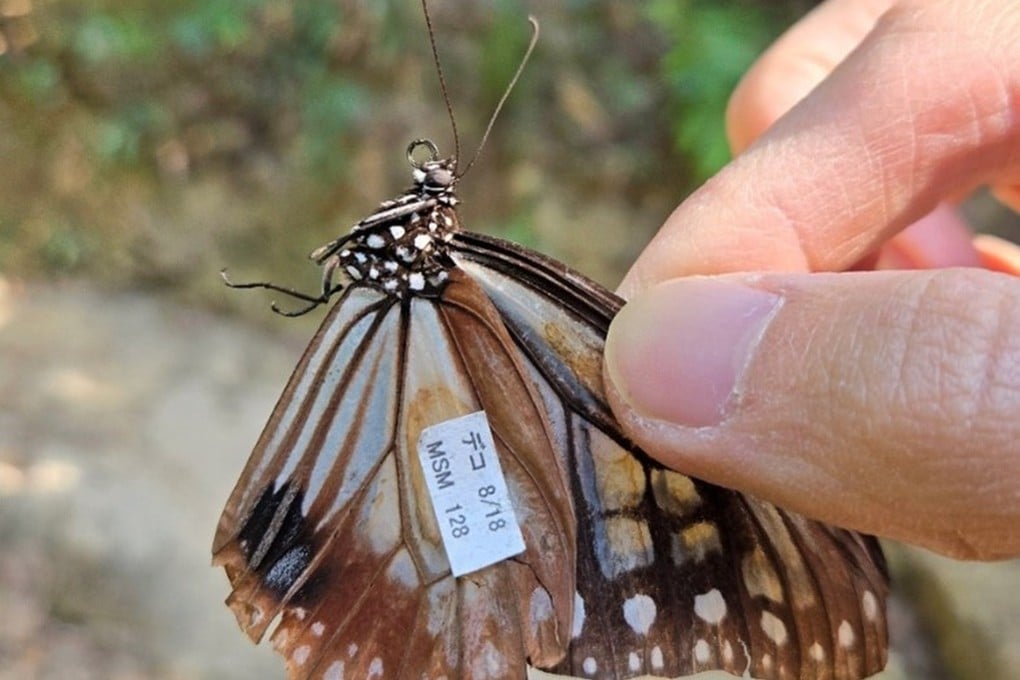 The chestnut tiger captured in Repulse Bay was tagged in Japan. Photo: Ling Yuet-fung
