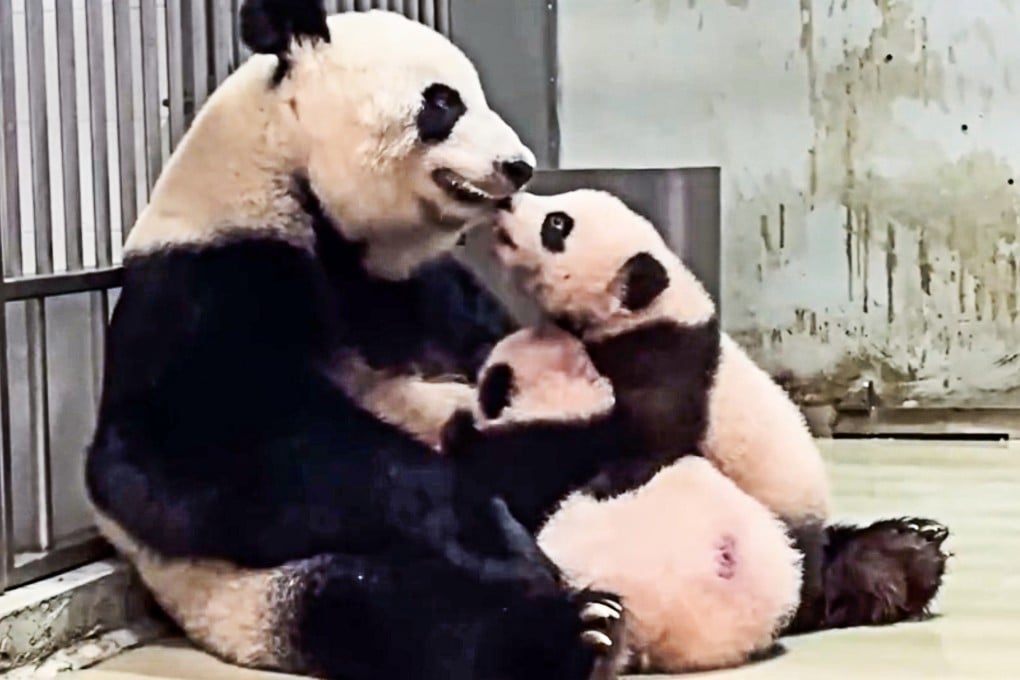 Panda mum Ying Ying is caring for her twin cubs together for the first time. Photo: Ocean Park