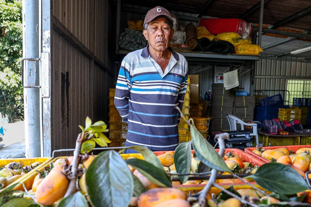 Taiwanese farmer Lo Chih-neng looks at persimmons harvested at his farm in Dongshi district, Taichung City, on December 12, 2024. Lo says his harvest was down by more than a third in 2024. Photo: AFP