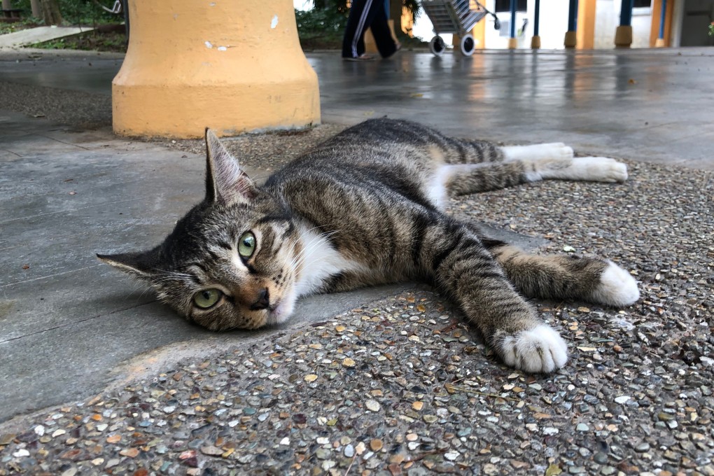 The deaths of several cats at Universiti Malaya have sparked fears among Malaysians of a serial killer on campus. Photo: Shutterstock