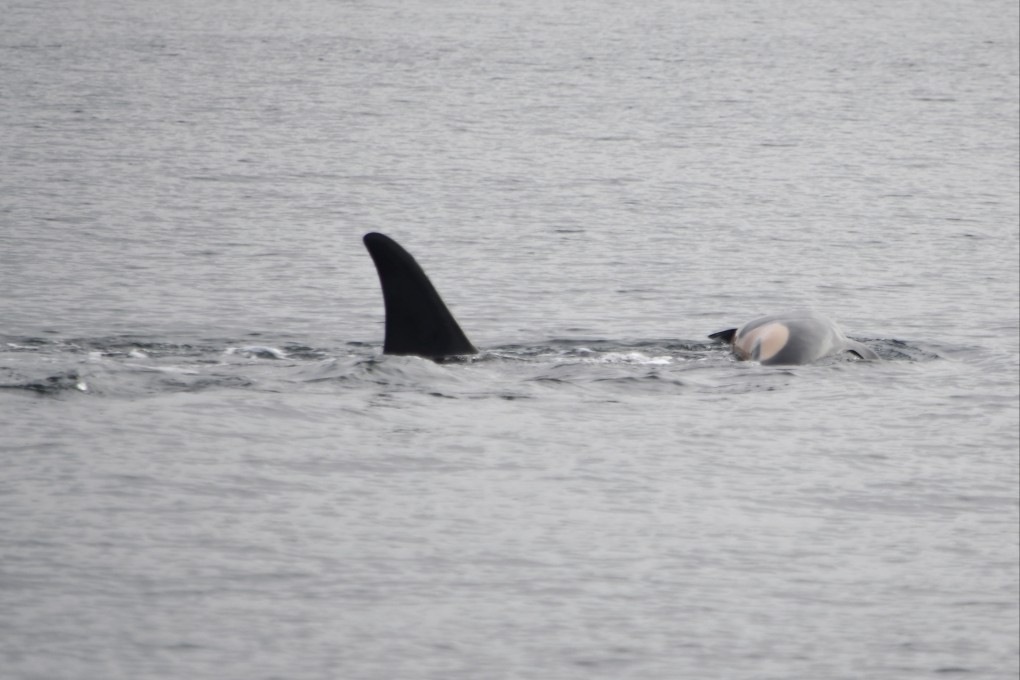 An orca known as Tahlequah carries the carcass of her dead calf in waters off the United States on Wednesday. Photo: via AP