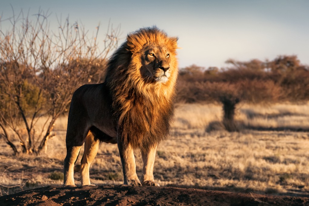 A seven-year-old in Zimbabwe was found unscathed after he wandered alone for five days in a national park inhabited by lions and other wild animals. Photo: Shutterstock
