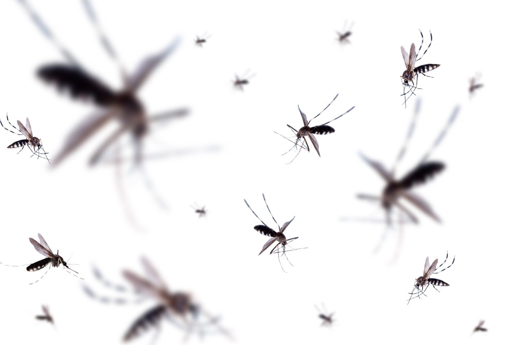 Researchers say the mosquitoes would need to be genetically modified so they only expressed the toxic semen once they were released into the wild. Photo: Shutterstock