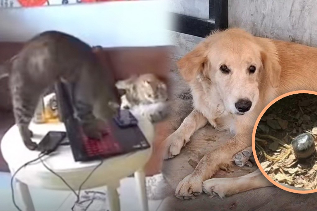 A playful Chinese cat accidentally sends a resignation letter and a Thai dog brings home a bomb. Photo: SCMP composite/Shutterstock