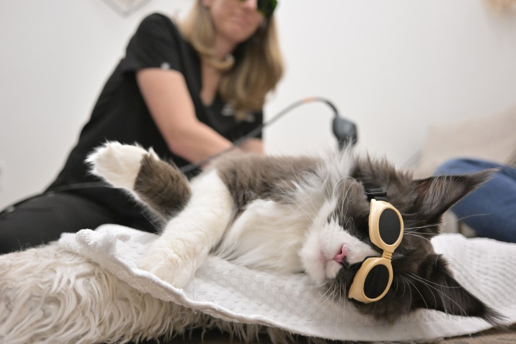 A veterinary physiotherapist performs laser therapy on a cat at Walking Paws Rehab in Colorado in 2024. The speciality vet offers holistic treatments, such as acupuncture, for its patients. Photo: TNS