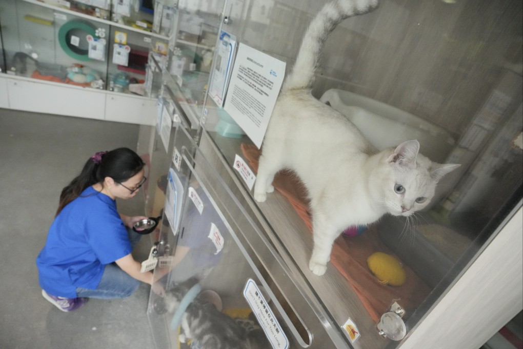 A cat at the SPCA adoption centre in Wan Chai waits for a new home. Photo: May Tse