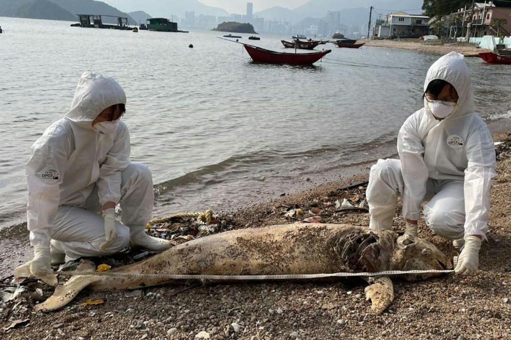Experts have said the advanced decomposition of the marine life found has prevented them from determining the exact cause of the trend. Photo: Handout
