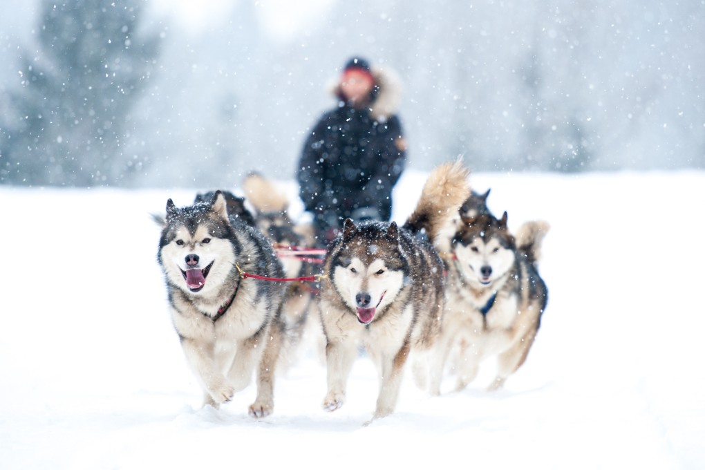 Huskies pull a sled through deep snow. Dogsled tours are popular among tourists in Finland. Photo: Shutterstock