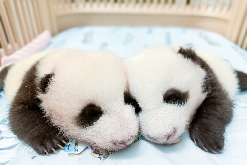 “Younger Brother” (left) and “Elder Sister”. Photo: Ocean Park