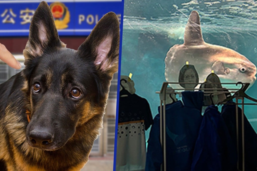 Cute tales: From badly behaved police dogs in China to a depressed fish in Japan, the Post gets to grips with some strange animal stories. Photo: SCMP composite/Shutterstock/X
