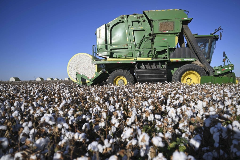 Workers harvest cotton in Wujiaqu, Xinjiang Uygur autonomous region, in September 2024. Photo: Xinhua