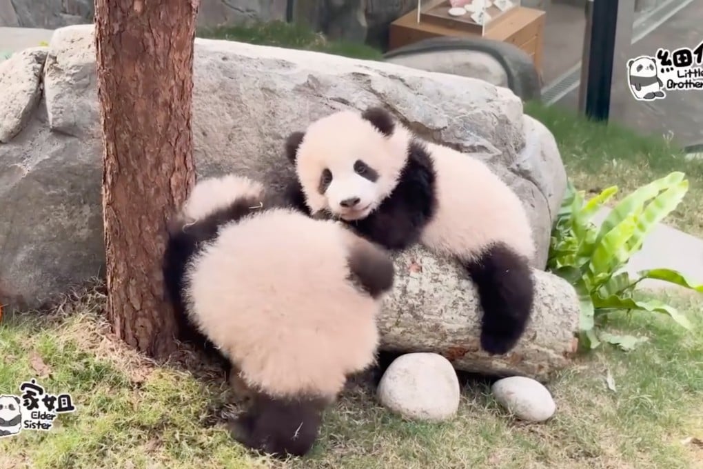 “Elder Sister” (left) and “Younger Brother” have recently started playing and climbing around their enclosure, crawling on grass, climbing up rocks and clawing at trees. Photo: Ocean Park