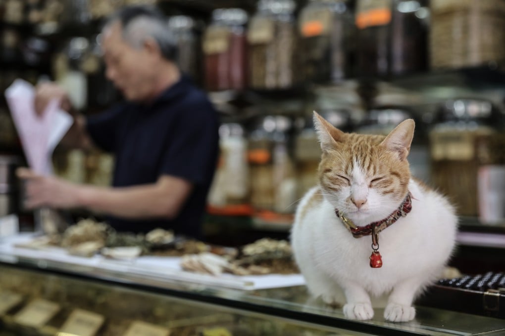 A centuries-old mural seemingly featuring a cat as a zodiac animal has Chinese social media users questioning Chinese mythology. Photo: Yik Yeung-man