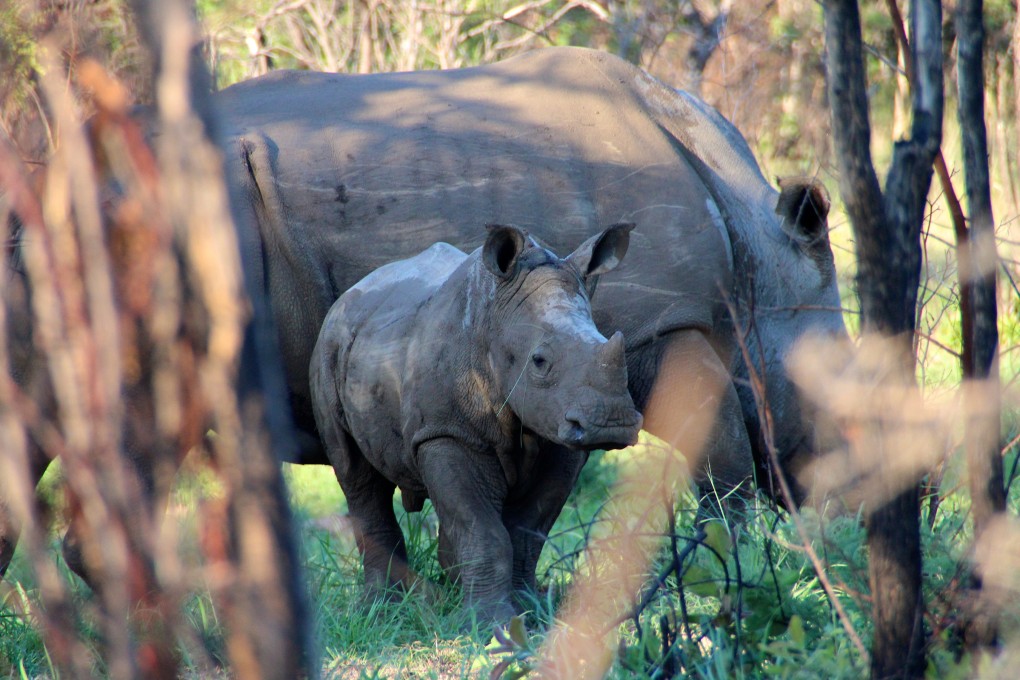 Two southern white rhinoceros graze in Matobo National Park, in Zimbabwe. The population of these rhinos has stabilised in Botswana, Kenya, Namibia, South Africa, eSwatini, Zambia and Zimbabwe. Photo: Shutterstock