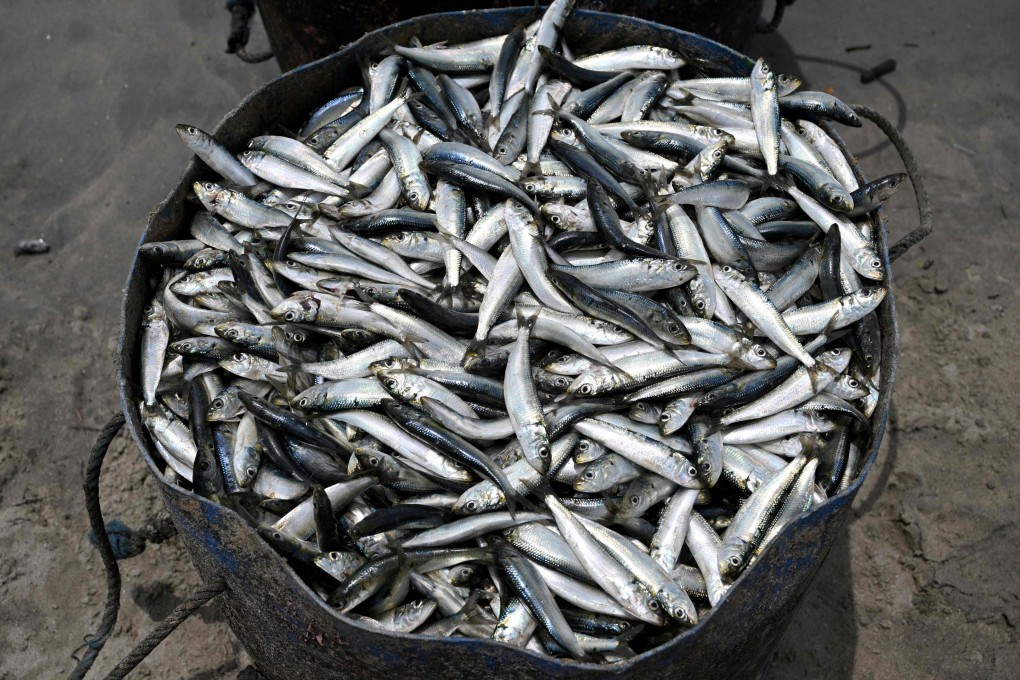 A bucket of fish is seen as fishermen unload their catch at a beach on Indonesia’s Bali island. Photo: AFP