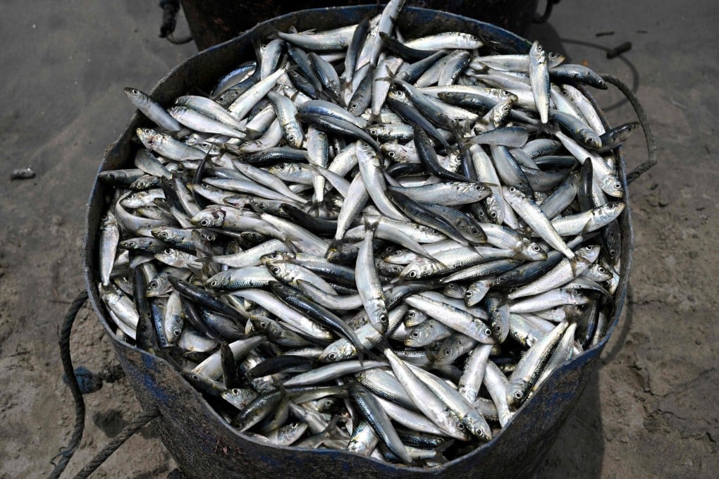A bucket of fish is seen as fishermen unload their catch at a beach on Indonesia’s Bali island. Photo: AFP