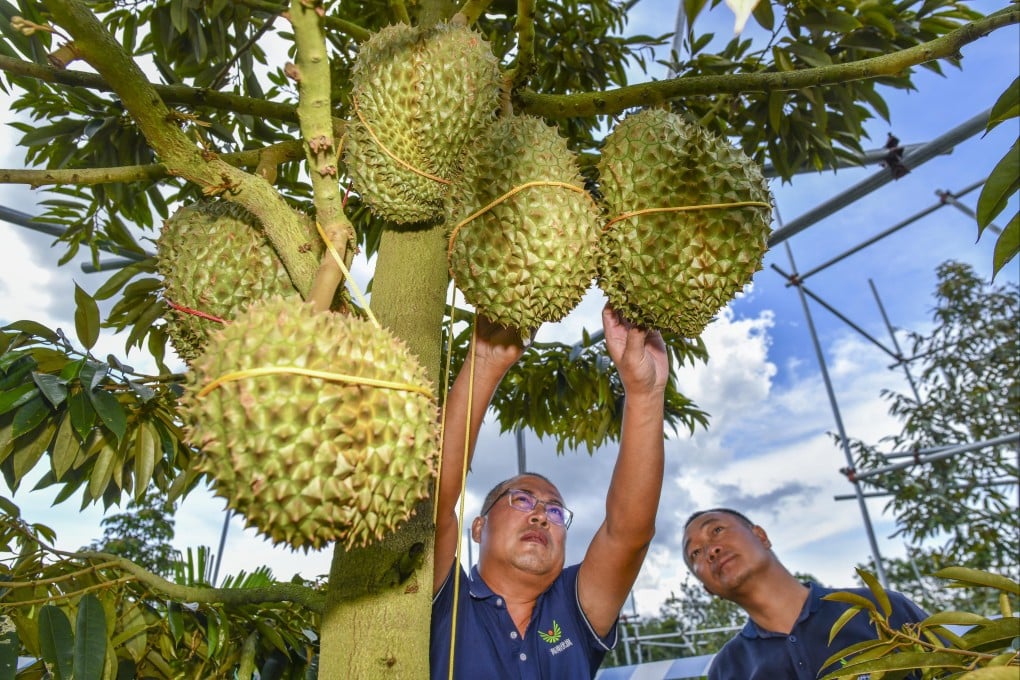 China’s durian market - the world’s largest - is becoming a battleground for countries in Southeast Asia eager to get their slice of the proceeds. Photo: China News Service via Getty Images