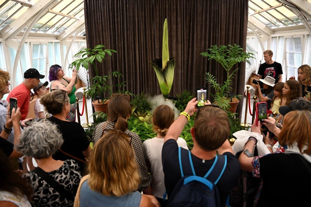 The rare and endangered corpse flower, nicknamed Putricia, blooms at the Royal Botanic Gardens in Sydney. Photo: EPA-EFE