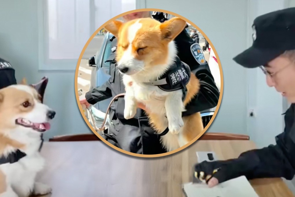 China’s first Corgi police dog loses its “year-end bonus” for being tired on the job and urinating in its food bowl. Photo: SCMP composite/Douyin