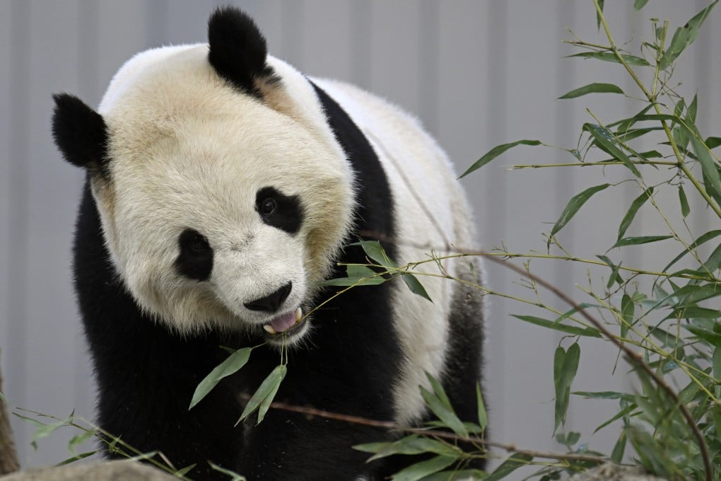 Bao Li eats bamboo leaves during the public debut of the giant pandas at the National Zoo on Friday. Photo: AP