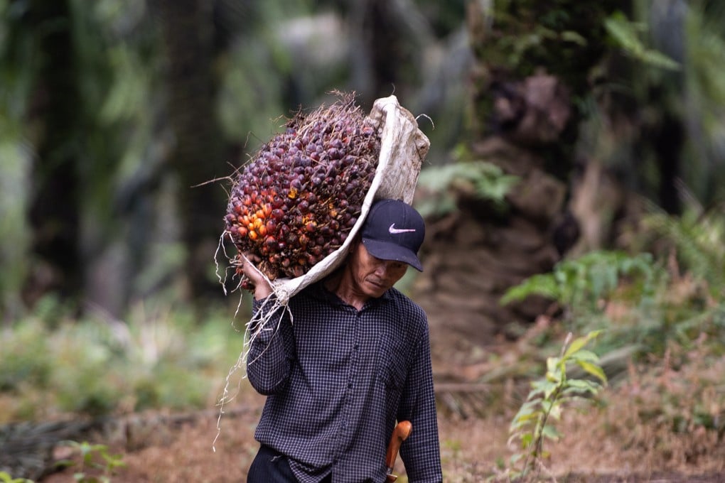 A worker carries an oil palm fruit at an oil palm plantation in Bogor, Indonesia, on January 13. Photo: Xinhua