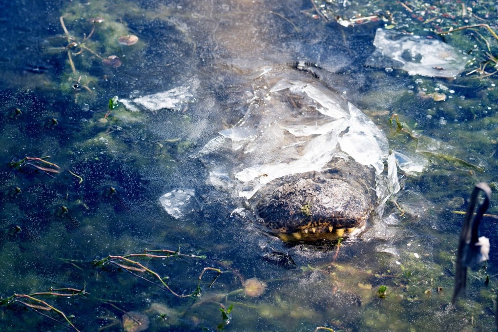 An alligator is seen frozen in ice, with its snout above the surface. Photo: TNS