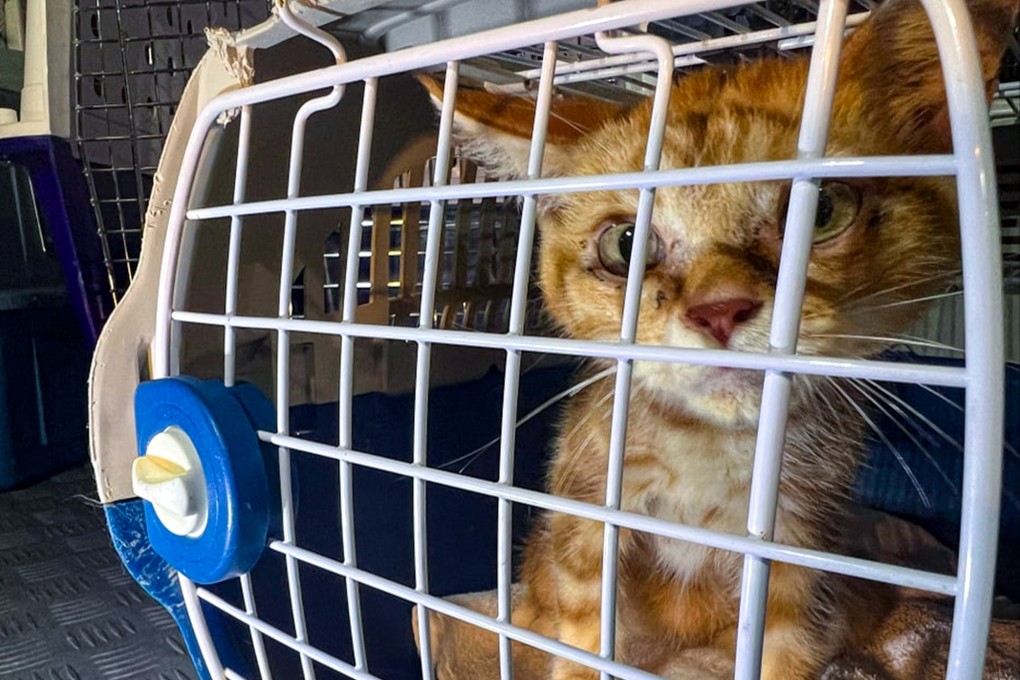 The SPCA says the adoption rate for abandoned Hong Kong animals needing a home lags the number of cases it handles. Photo: Facebook