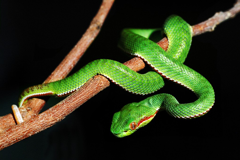 The root words of the English snake and serpent mean “a creeping thing”, and most sayings that incorporate snake have a negative meaning, including the Singapore English “eat snake”. Photo: Shutterstock
