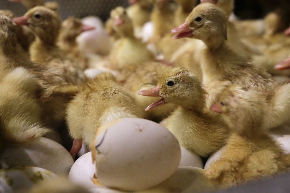 Day-old duck hatchlings crawl around inside an incubator at Crescent Duck Farm, in Aquebogue, New York. Photo: AP