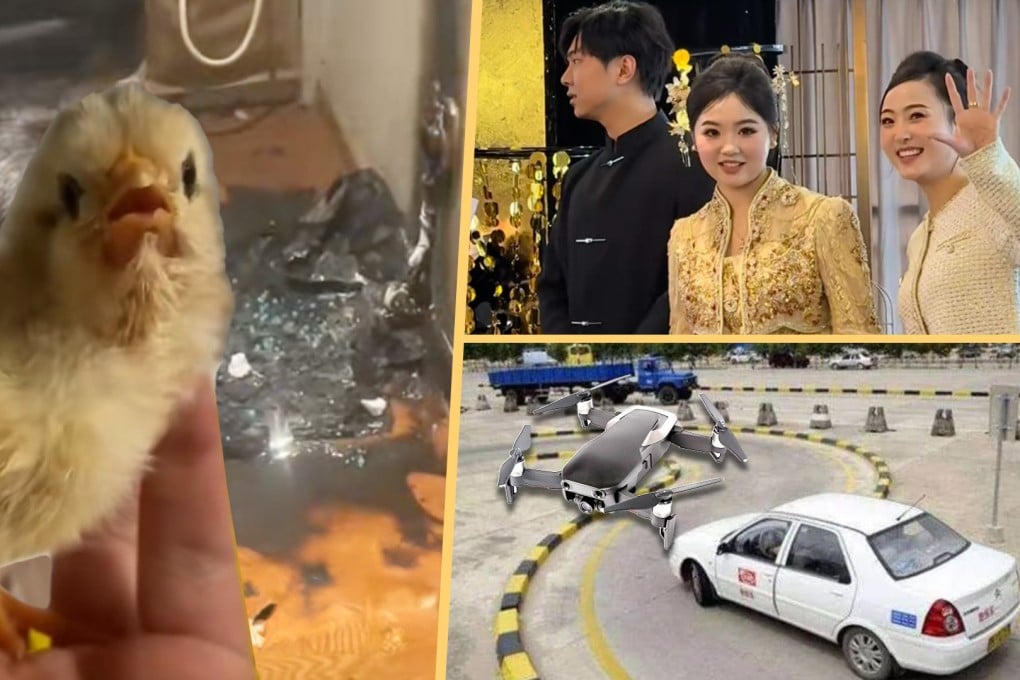 The Post takes a look at some of the quirky stories to have come out of China in recent days. Photo: SCMP composite/Douyin/Sohu/Shutterstock