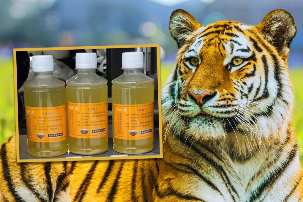 A zoo in China has been criticised for selling tiger urine at US$7 a bottle and claiming it can treat rheumatism and other ailments. Photo: SCMP composite/Shutterstock/The Paper