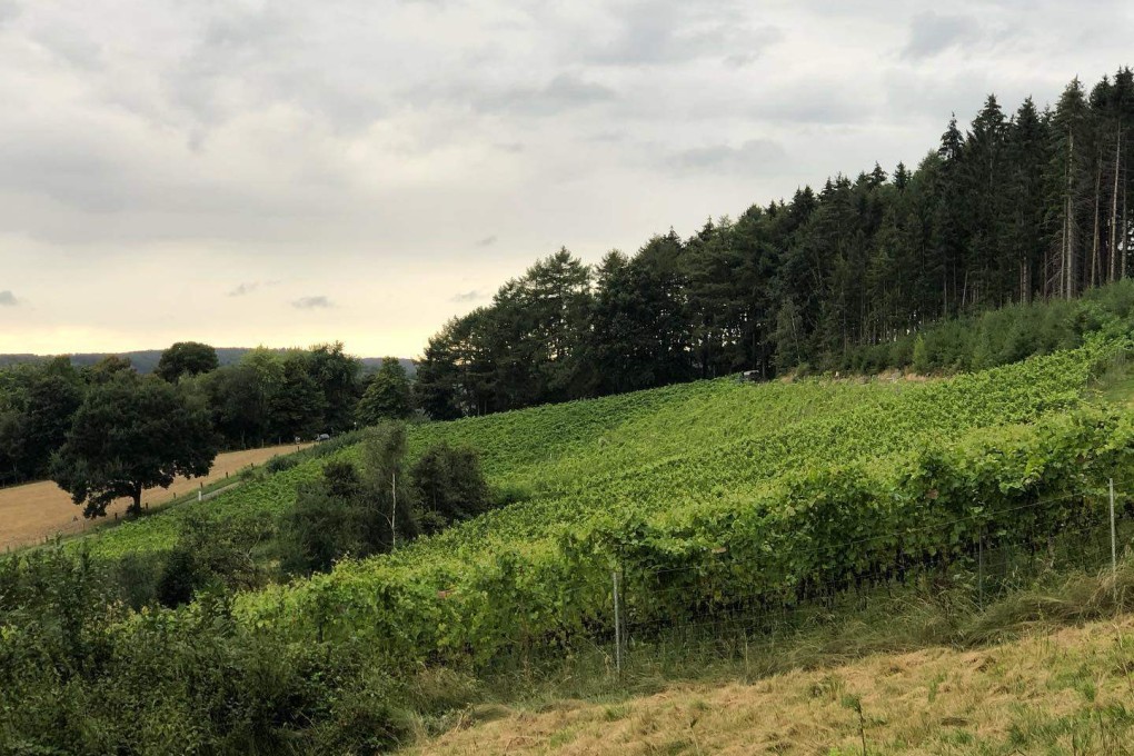 Vines on the Brinkmann wine estate amid the Teutoburg Forest in Lower Saxony, northwest Germany. Growing grapes has become viable further north in Europe because of climate change. Photo: Instagram/nils.liebig