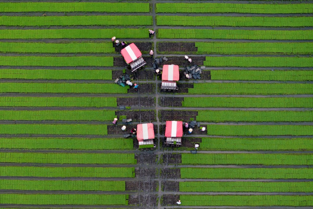 As global warming diminishes global crop yields and quality, Chinese research holds new promise for growing more stress-resistant food. Photo: AFP