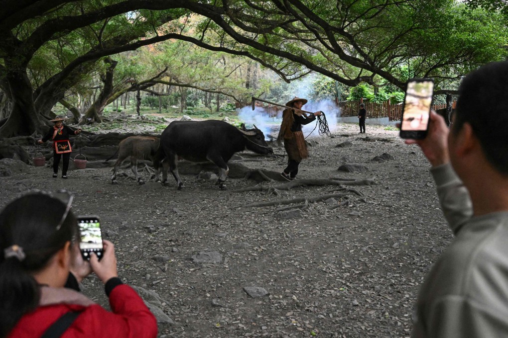 Chen Weizuo (centre) poses for tourists with his buffalo in Xiapu, in eastern China’s Fujian province, on December 11, 2024. The 62-year-old, who charges up to 300 yuan for a photo, poses several times a day and rents costumes for extra income. Photo: AFP