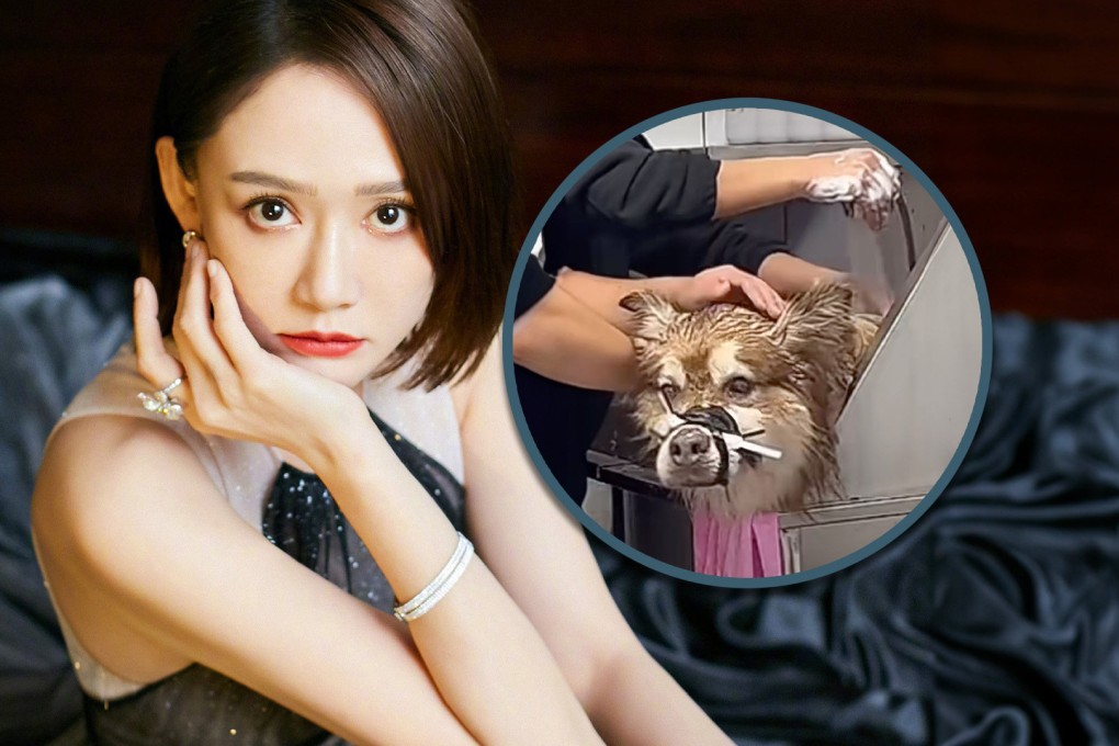 A Taiwan actress has slammed a Chinese influencer after a dog died while he was giving it a live-stream bath. Photo: SCMP composite/Weibo/Douyin