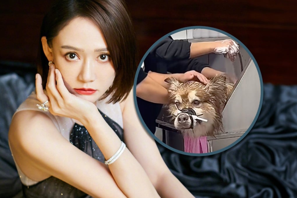 A Taiwan actress has slammed a Chinese influencer after a dog died while he was giving it a live-stream bath. Photo: SCMP composite/Weibo/Douyin