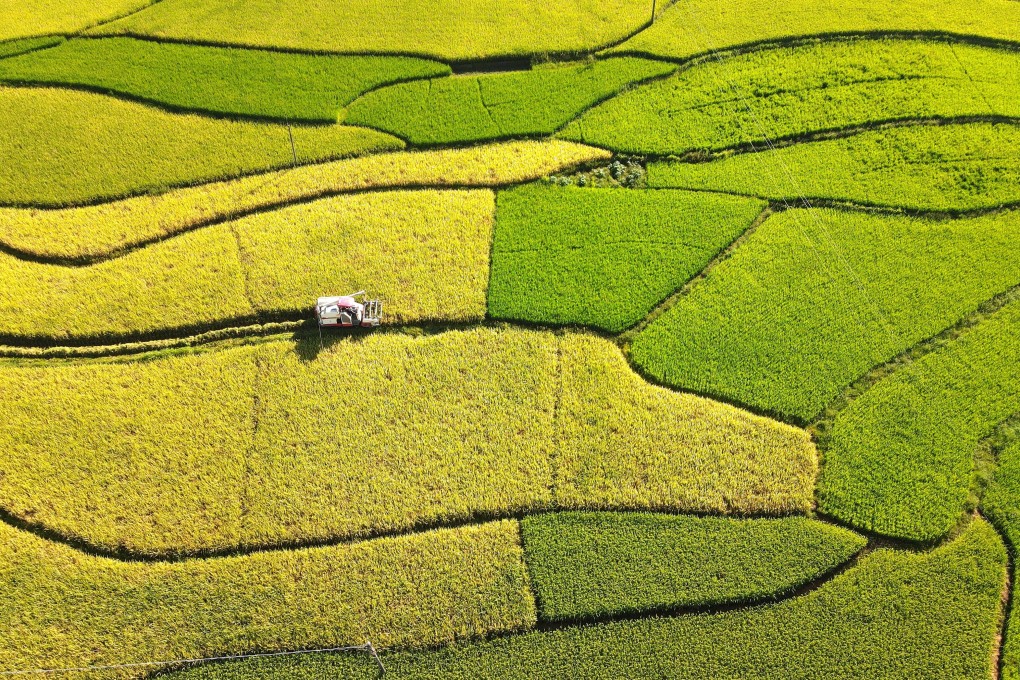 Scientists say their new low-methane hybrid rice could address a rise in rice-related emissions because of global warming and an increasing global population. Photo: Xinhua