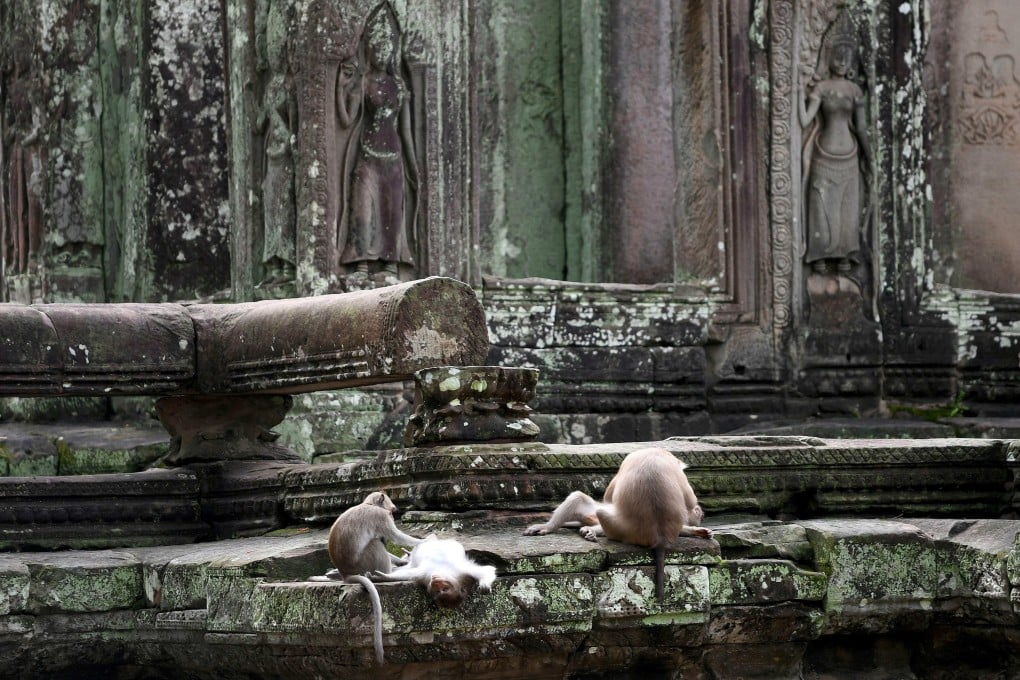 Macaque monkeys at Bayon Temple in Angkor Park. Wild monkeys egged on by YouTubers have been going on the rampage at Cambodia’s famed temple complex, attacking tourists, wrecking stonework and damaging information boards. Photo: AFP