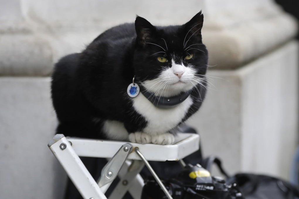 Palmerston, former chief mouser at the Foreign Office, is now Britain’s chief four-legged representative in Bermuda. Photo: AP