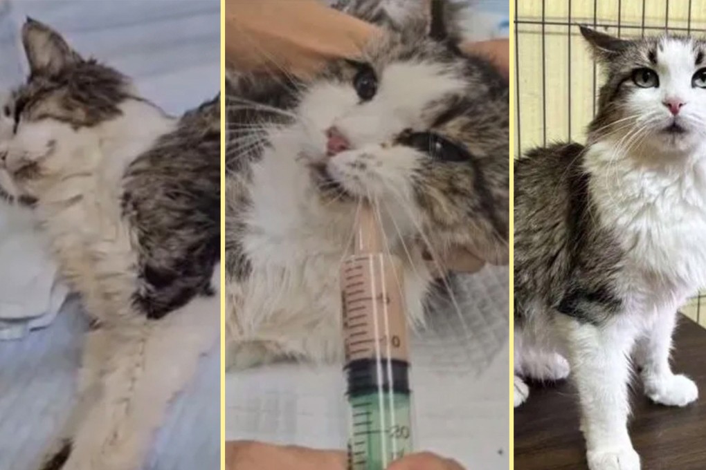 A cat in Japan survived by drinking toilet water and eating leftover food for a month after being abandoned by its owner. Photo: SCMP composite/QQ.com